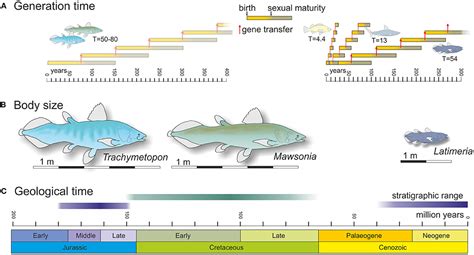 coelacanth bdo|coelacanth evolution.